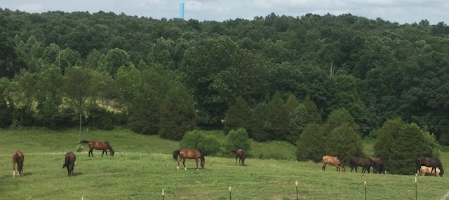 Riding Lessons